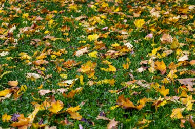 Sonbahar, sonbahar yaprakları. St. Petersburg sonbahar.