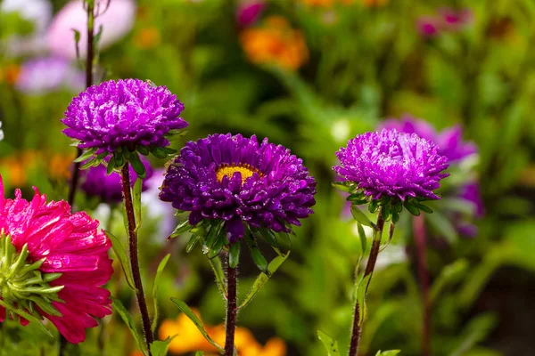 Buquê Flores Jardim — Fotografia de Stock