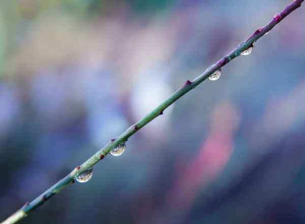 Balanced Nature - Water Drops on the top of a tree branch