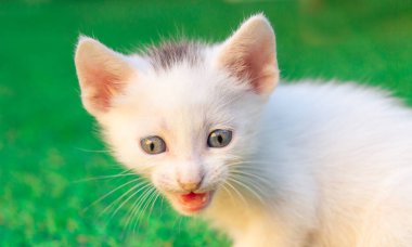 Bir Şirin Kedi Kapanış Portresi