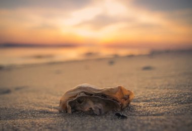 Kumsaldaki Deniz Kabuğu