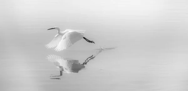 鳥が水から離陸する — ストック写真