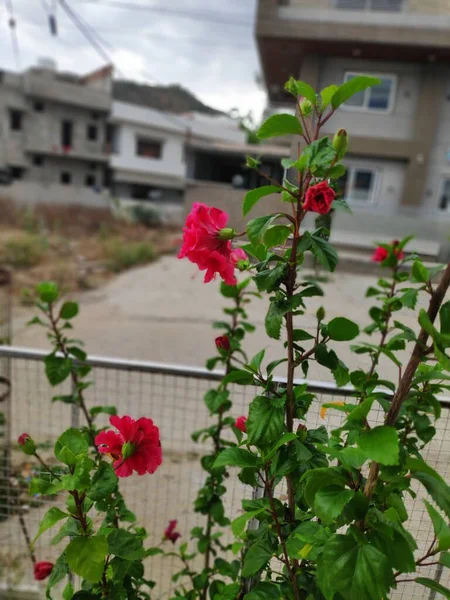 Güzel Red Hibiscus Çiçeği Yeşil Yapraklar Çiçeğe Odaklan — Stok fotoğraf