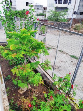 Bahçede bir yeşil Noel ağacı