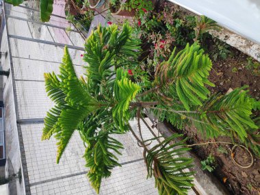 Bahçede bir yeşil Noel ağacı