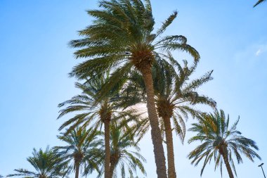 yeşil palmiye ağaçları Dubai