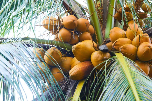 Kokosy Palmy Singapurze — Zdjęcie stockowe