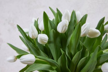 güzel Beyaz Lale buketi