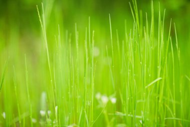 yeşil çim doku soyutlama