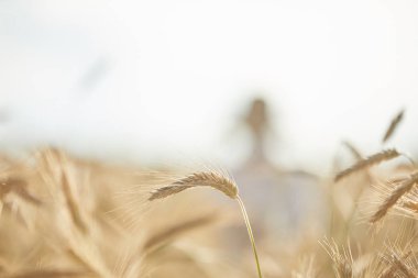 Gündüz sırasında buğday alanında Genç beyaz çocuk
