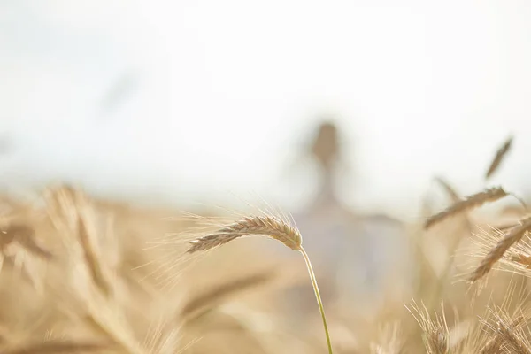 Unga Kaukasiska Pojke Vete Fält Dagtid — Stockfoto