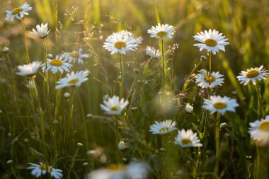 Gün batımına yakın çimlerin üzerinde güzel papatyalar.