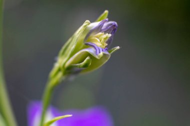Bahçede tek bir çan çiçeği tomurcuğu