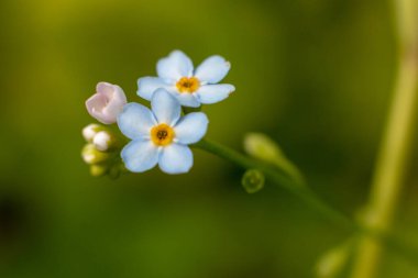 Bahçede üç küçük mavi çiçek. Yakın plan.