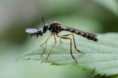 Piskoposluk küçük bir sinek yakaladı.