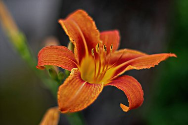 Zambak çiçeği bahçeye yakın duruyor.