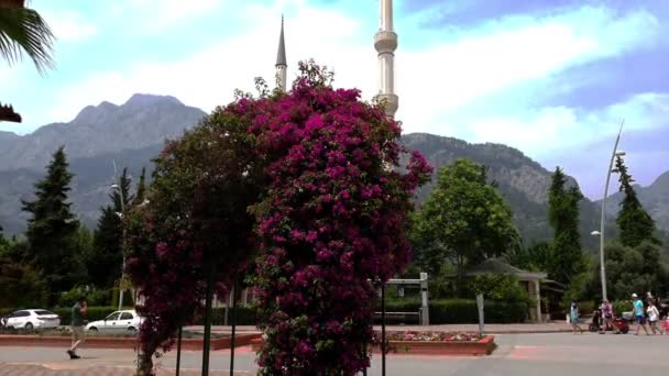 Ανθισμένες ροζ μπουκαμβίλιες οδικώς ενάντια στα ψηλά βουνά — Αρχείο Βίντεο