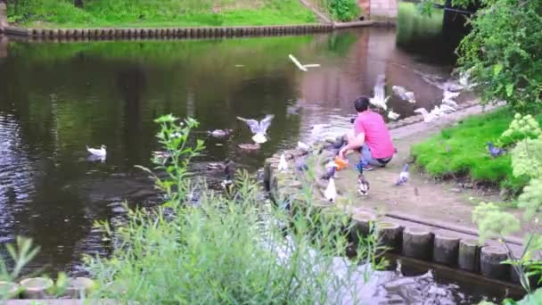 Man knäböjer nära sjön med rent vatten och matar duvor — Stockvideo