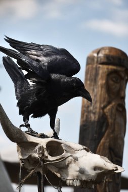 A black raven bird opens its wings and sits on the bones of the animal's skull against the sky and carved from the head of a bearded man clipart