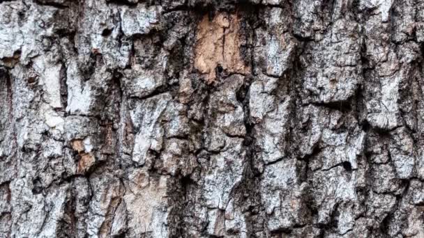 Häst Kastanj Bark Eroderad Tiden Växt Hundraårig Park Med Spår — Stockvideo