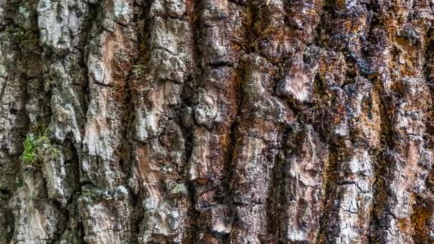 Häst Kastanj Bark Eroderad Tiden Växt Hundraårig Park Med Spår — Stockvideo