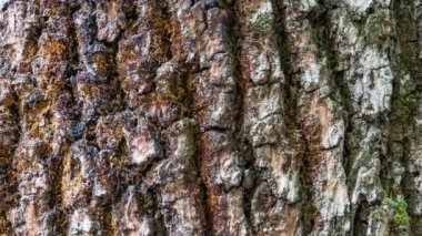 Zamanla aşınan at kestanesi kabuğu, yüzeyinde desen etkisi yaratan oyukları, dokuları ve yosunları olan asırlık bir parkın bitkisi..