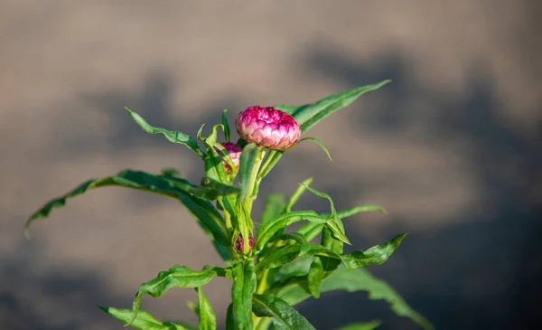 Xerochrysum Bracteatum Uma Espécie Planta Com Flor Pertencente Família Asteraceae — Fotografia de Stock