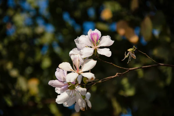 Belas Flores Variegadas Bauhinia — Fotografia de Stock