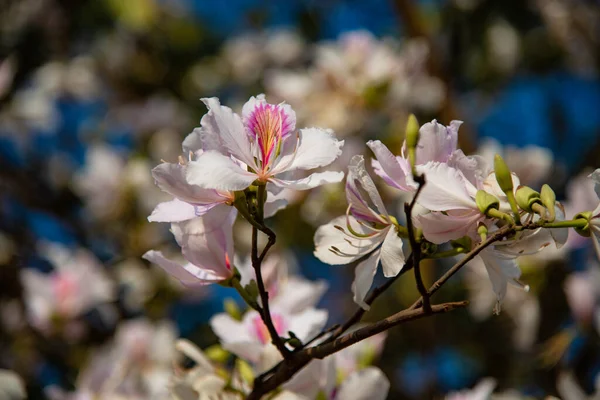 Les Belles Fleurs Panachées Bauhinia — Photo