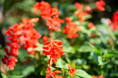 Kırmızı salvia çiçeği açan açıklık, üst görünüm arkaplan