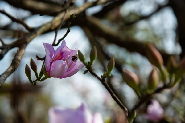 Les Belles Fleurs Panachées Bauhinia — Photo