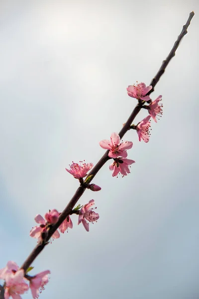 Flores Pessegueiro Prunus Persica Spring Glory — Fotografia de Stock