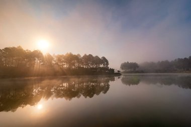 Ban Ang Köyündeki Pines Ormanı, Moc Chau, Vietnam