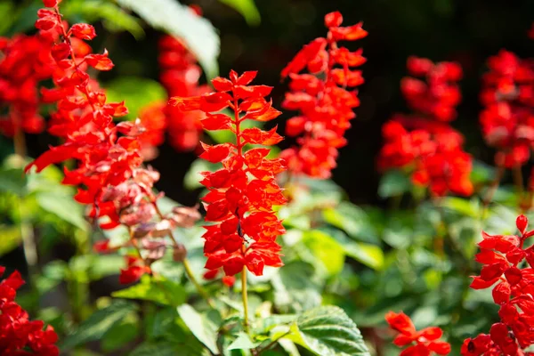 Salvia Rossa Fiore Fioritura Radura Vista Dall Alto Sfondo — Foto Stock