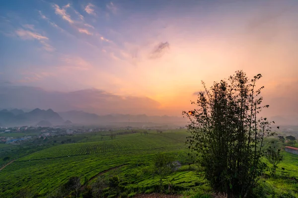 越南Moc Chau的新鲜绿茶山 — 图库照片