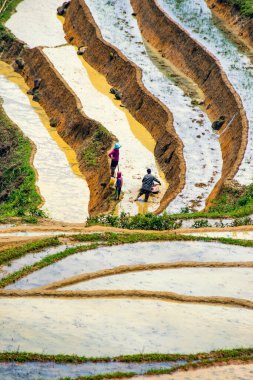 Pirinç tarlası terasları. Bulutlardaki dağ manzarası. Sapa, Lao Cai Eyaleti, Kuzeybatı Vietnam