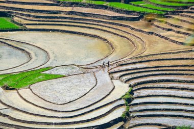 Muong Hum, Lao Cai, Vietnam 'daki pirinç teraslarının güzelliği.