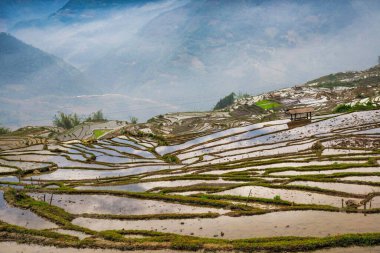 Pirinç tarlası terasları. Bulutlardaki dağ manzarası. Sapa, Lao Cai Eyaleti, Kuzeybatı Vietnam
