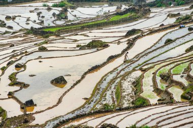 Pirinç tarlası terasları. Bulutlardaki dağ manzarası. Sapa, Lao Cai Eyaleti, Kuzeybatı Vietnam