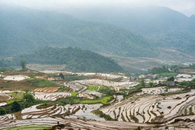 Pirinç tarlası terasları. Bulutlardaki dağ manzarası. Sapa, Lao Cai Eyaleti, Kuzeybatı Vietnam