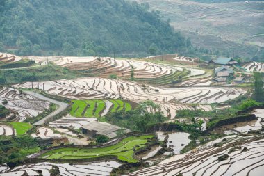 Pirinç tarlası terasları. Bulutlardaki dağ manzarası. Sapa, Lao Cai Eyaleti, Kuzeybatı Vietnam