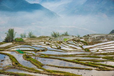 Pirinç tarlası terasları. Bulutlardaki dağ manzarası. Sapa, Lao Cai Eyaleti, Kuzeybatı Vietnam