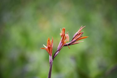 Yeşil arka planda açan İndika çiçekleri olamaz
