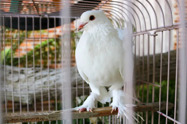 檻の中のハトをホワイト アジアの鳥 インドネシアの鳥 — ストック写真