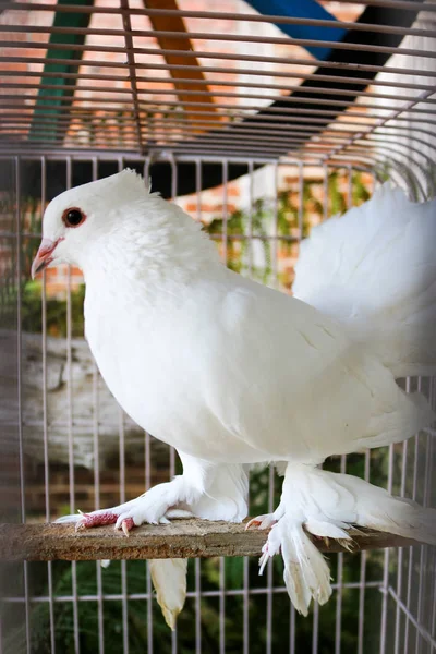 Pombos Brancos Uma Gaiola Pássaro Asiático Pássaro Indonésio — Fotografia de Stock
