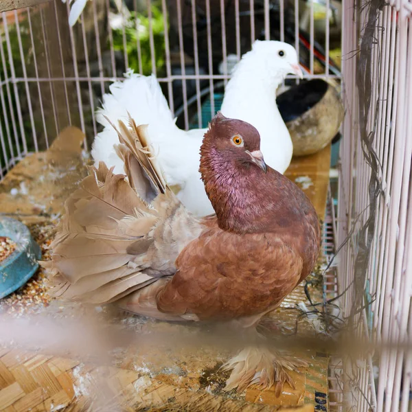 Couple of pigeons in a cage | Asian Bird | Indonesian Bird