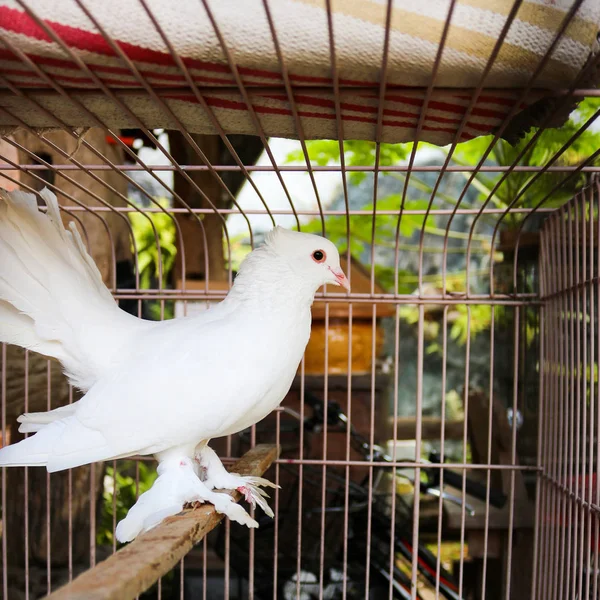 Pombos Brancos Uma Gaiola Pássaro Asiático Pássaro Indonésio — Fotografia de Stock