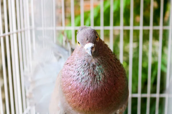 Pigeons Rouges Dans Une Cage Oiseau Asiatique Oiseau Indonésien — Photo