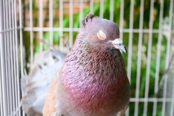 Red Pigeons Cage Asian Bird Indonesian Bird — Stock Photo, Image