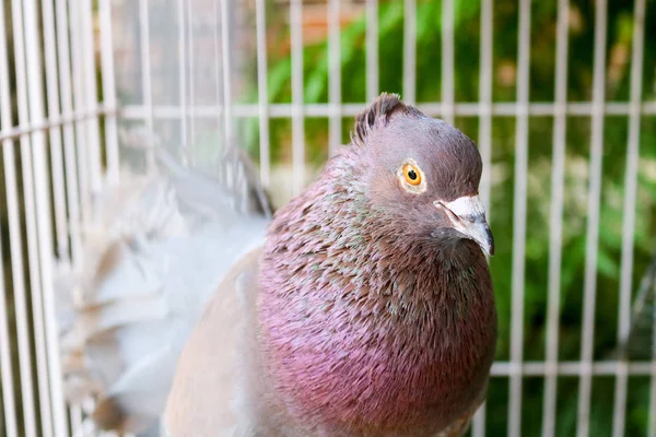 Pigeons Rouges Dans Une Cage Oiseau Asiatique Oiseau Indonésien — Photo